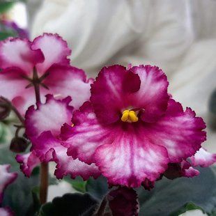 Ultra Violet Saturn s58d фото