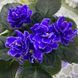 Lyon's Little Sweetheart m294d фото 3