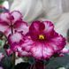 Ultra Violet Saturn s58d фото 1