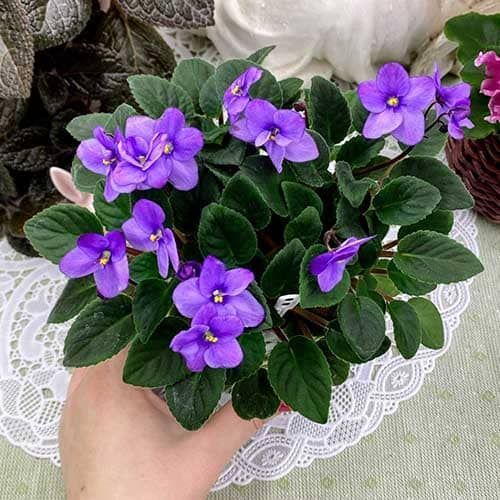 Half Pint t27 фото