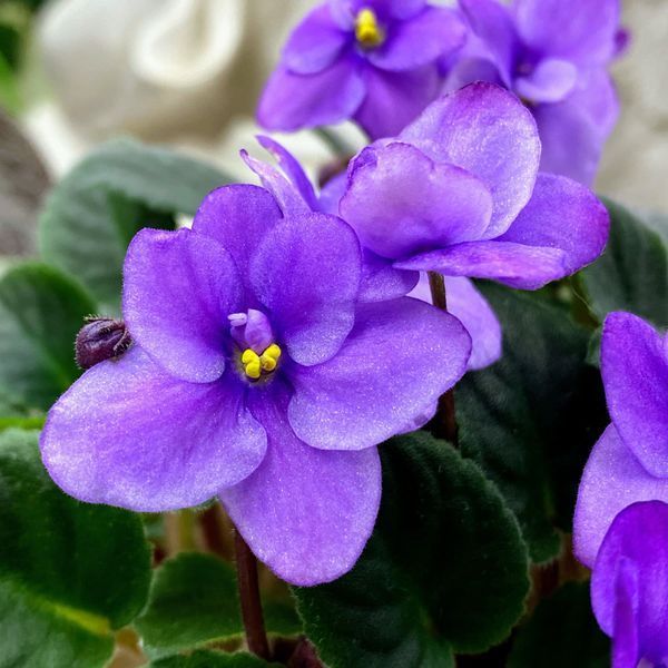 Half Pint t27 фото