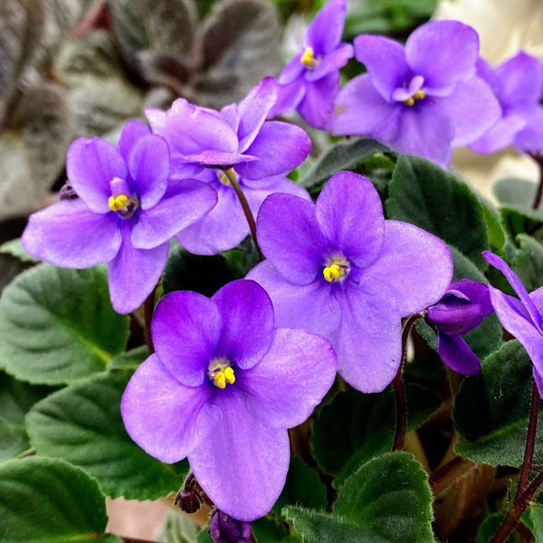 Half Pint t27 фото