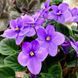 Half Pint t27 фото 6