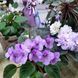 Half Pint t27 фото 9