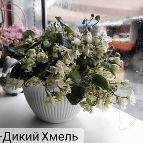 ЛЕ-Дикий Хмель t79 фото