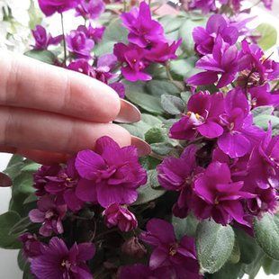 Little Chippery Trail t30 фото