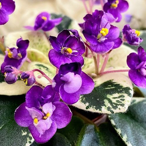 Grog m25 фото