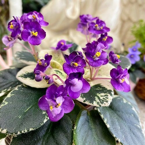 Grog m25 фото