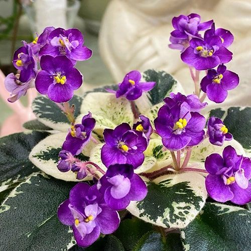 Grog m25 фото