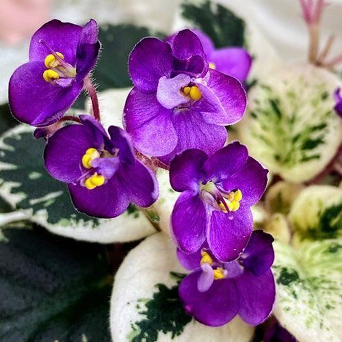 Grog m25 фото