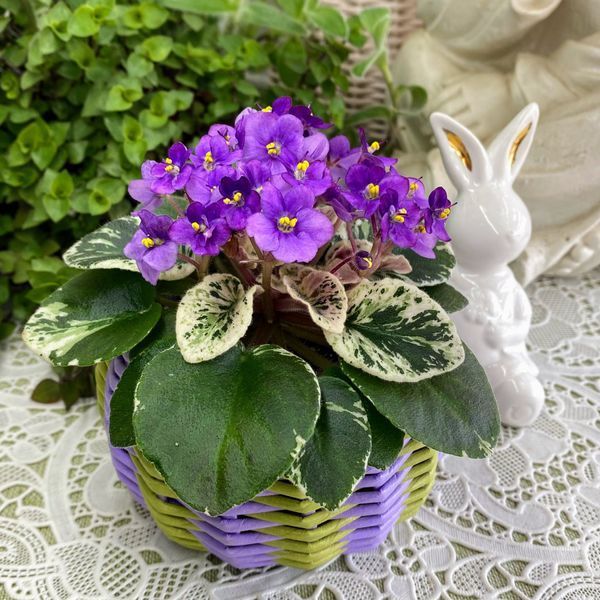 Grog m25 фото