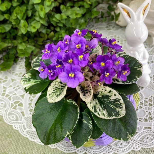 Grog m25 фото