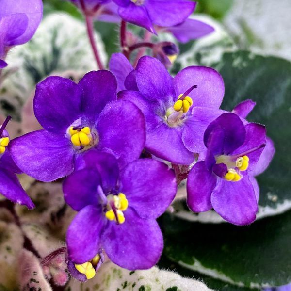 Grog m25 фото