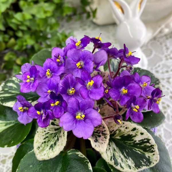 Grog m25 фото