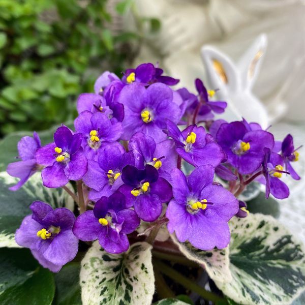 Grog m25 фото