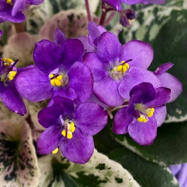 Grog m25 фото
