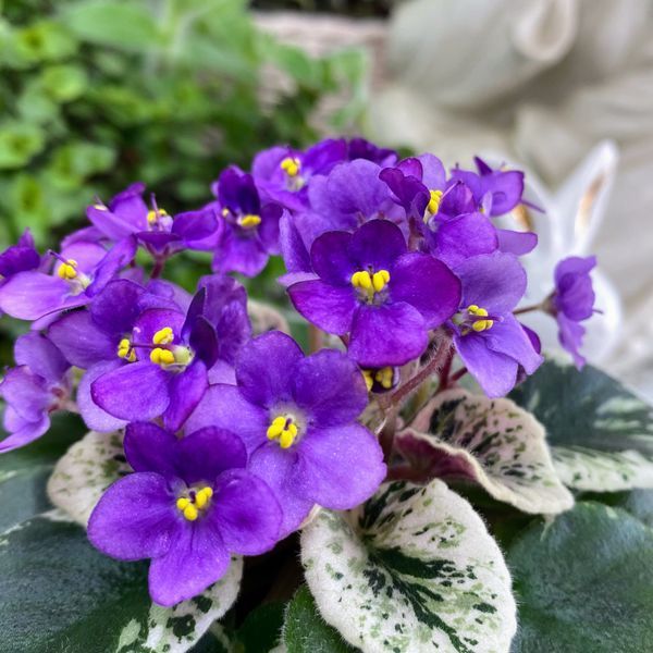 Grog m25 фото
