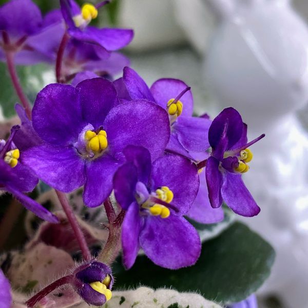 Grog m25 фото
