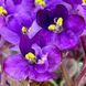 Grog m25 фото 19