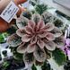 Grog m25 фото 2