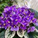 Grog m25 фото 22