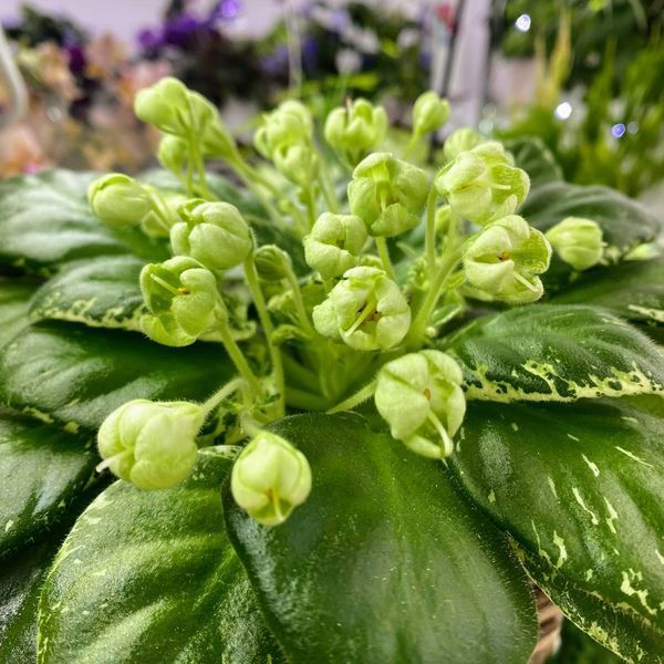 Frozen Bells m505 фото