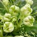 Frozen Bells m505 фото 3