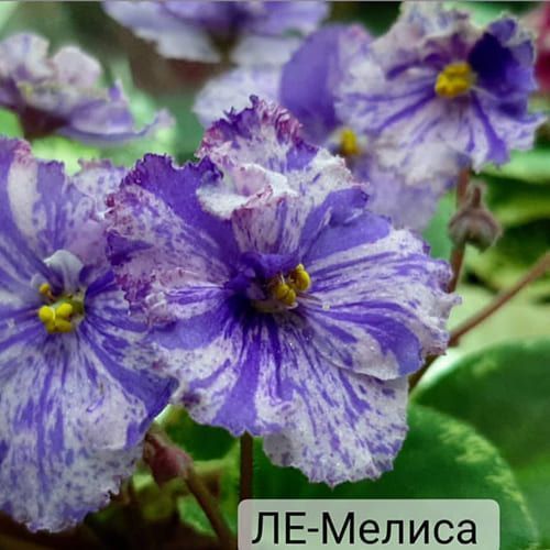 ЛЕ-Мелисса m183 фото