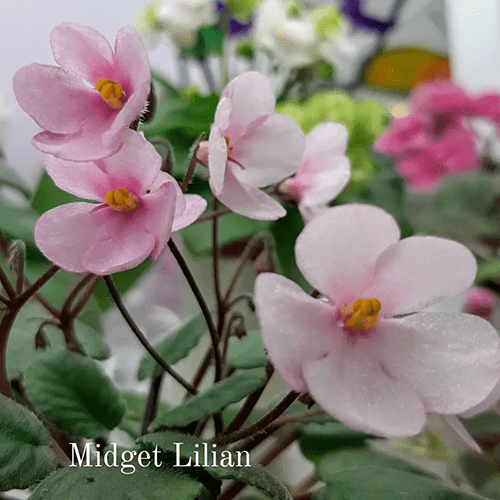 Midget Lilian t33 фото