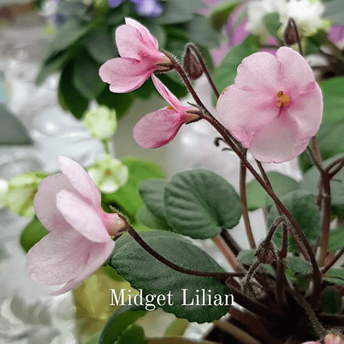 Midget Lilian t33 фото