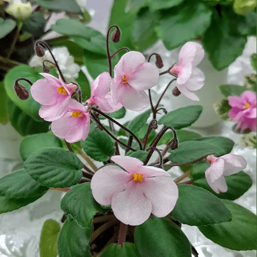 Midget Lilian t33 фото
