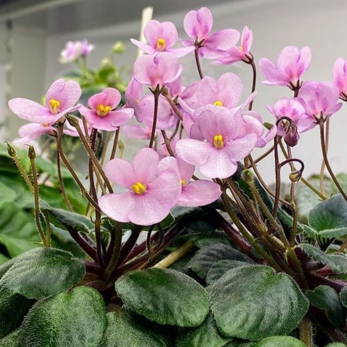 Midget Lilian t33 фото