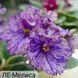ЛЕ-Мелисса m183 фото 4