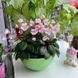 Midget Lilian t33 фото 1