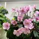 Midget Lilian t33 фото 6