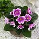 Ness' Angel Face m77 фото 6