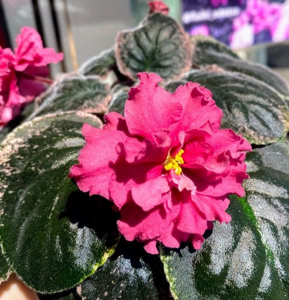 НК-Raspberry Carnation s313 фото