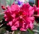 НК-Raspberry Carnation s313 фото 1