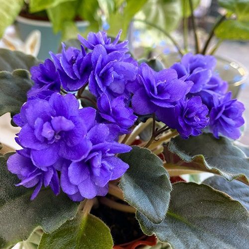 Ness' Crinkle Blue m79 фото