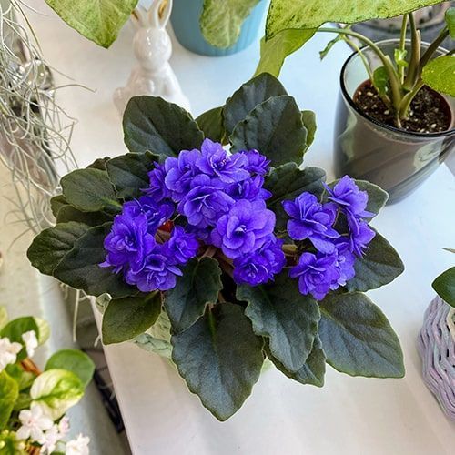 Ness' Crinkle Blue m79 фото