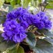 Ness' Crinkle Blue m79 фото 4