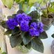Ness' Crinkle Blue m79 фото 1