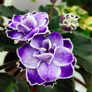 Humako Lila Wave s28d фото