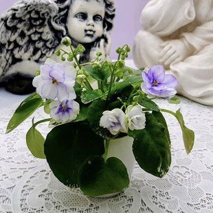 Pacific Pearl t36 фото