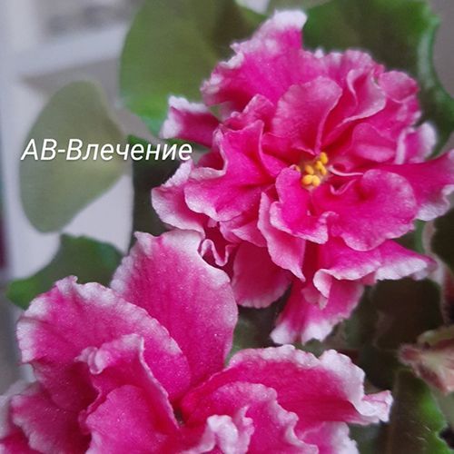 АВ-Влечение s64d фото
