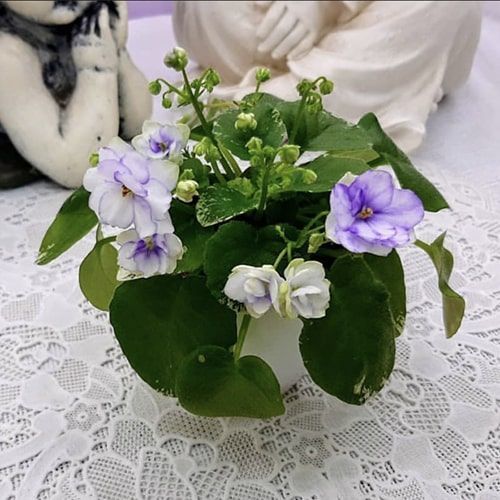 Pacific Pearl t36 фото