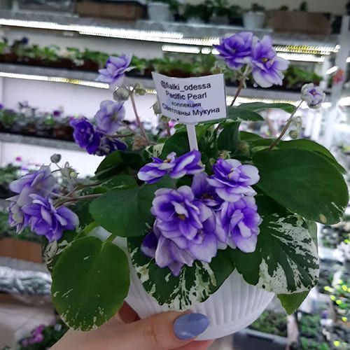 Pacific Pearl t36 фото