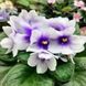 ЛЕ-Мятная Прохлада m186 фото 1
