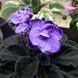 Humako Lila Wave s28d фото 2
