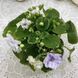 Pacific Pearl t36 фото 6